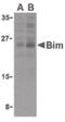 BCL2 Like 11 antibody, PA5-20089, Invitrogen Antibodies, Western Blot image 