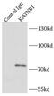 Katanin p80 WD40-containing subunit B1 antibody, FNab04471, FineTest, Immunoprecipitation image 