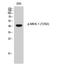 Mitogen-Activated Protein Kinase Kinase 1 antibody, STJ90326, St John