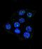 CCD36 antibody, LS-C168415, Lifespan Biosciences, Immunofluorescence image 