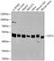 CUGBP Elav-Like Family Member 1 antibody, GTX64547, GeneTex, Western Blot image 