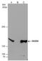 hRAD50 antibody, PA5-31554, Invitrogen Antibodies, Immunoprecipitation image 