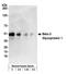 SRBC antibody, A500-007A, Bethyl Labs, Western Blot image 