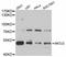 Mitochondrial Calcium Uptake 2 antibody, STJ114090, St John