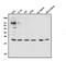 CD69 Molecule antibody, A00529-2, Boster Biological Technology, Western Blot image 