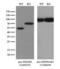 Phosphoglycerate Dehydrogenase antibody, LS-C791014, Lifespan Biosciences, Western Blot image 