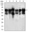Negative elongation factor A antibody, MA5-17199, Invitrogen Antibodies, Western Blot image 