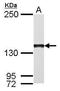 POLG antibody, PA5-29676, Invitrogen Antibodies, Western Blot image 