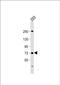 Sodium-dependent neutral amino acid transporter B(0)AT1 antibody, PA5-72308, Invitrogen Antibodies, Western Blot image 