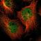 Zinc Finger Protein 44 antibody, NBP1-81344, Novus Biologicals, Immunofluorescence image 