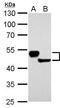 HMW Cytokeratin antibody, TA308800, Origene, Western Blot image 