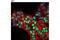 NUMA1 antibody, 8967S, Cell Signaling Technology, Immunofluorescence image 