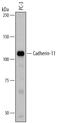 Cadherin 11 antibody, AF1790, R&D Systems, Western Blot image 