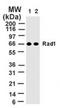 RAD1 Checkpoint DNA Exonuclease antibody, PA1-41408, Invitrogen Antibodies, Western Blot image 