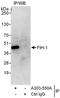 Hypoxia-inducible factor 1-alpha inhibitor antibody, A303-550A, Bethyl Labs, Immunoprecipitation image 