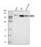 FKBP Prolyl Isomerase 15 antibody, A10447-1, Boster Biological Technology, Western Blot image 