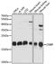 CCHC-Type Zinc Finger Nucleic Acid Binding Protein antibody, A15110, ABclonal Technology, Western Blot image 