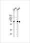 Nemo Like Kinase antibody, LS-C203923, Lifespan Biosciences, Western Blot image 