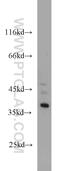 Growth arrest-specific protein 7 antibody, 10072-1-AP, Proteintech Group, Western Blot image 