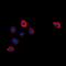 Cytochrome P450 2W1 antibody, LS-C368672, Lifespan Biosciences, Immunofluorescence image 