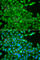 Casein Kinase 1 Gamma 2 antibody, A7326, ABclonal Technology, Immunofluorescence image 