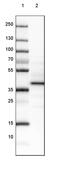 Leiomodin-3 antibody, PA5-57502, Invitrogen Antibodies, Western Blot image 