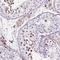 Kinetochore protein Spc24 antibody, HPA051234, Atlas Antibodies, Immunohistochemistry frozen image 