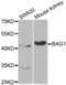 BCL2 Associated Athanogene 1 antibody, abx001023, Abbexa, Western Blot image 