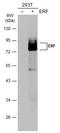 ETS2 Repressor Factor antibody, GTX114971, GeneTex, Western Blot image 