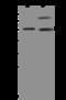 Karyopherin Subunit Alpha 2 antibody, 200537-T40, Sino Biological, Western Blot image 