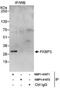 FKBP Prolyl Isomerase 3 antibody, NBP1-41071, Novus Biologicals, Immunoprecipitation image 