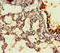 Protein Phosphatase 1 Regulatory Subunit 16B antibody, orb35598, Biorbyt, Immunohistochemistry paraffin image 