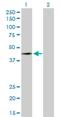 Family With Sequence Similarity 50 Member A antibody, H00009130-D01P, Novus Biologicals, Western Blot image 