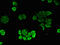 Nudix Hydrolase 21 antibody, LS-B15156, Lifespan Biosciences, Immunofluorescence image 