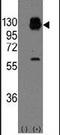 P105 antibody, PA5-11486, Invitrogen Antibodies, Western Blot image 