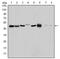 Aurora Kinase A antibody, AM06573SU-N, Origene, Western Blot image 