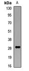 Collectin-11 antibody, LS-C668351, Lifespan Biosciences, Western Blot image 