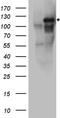 EPH Receptor A3 antibody, TA890116S, Origene, Western Blot image 