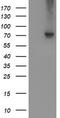 L1CAM antibody, TA502426, Origene, Western Blot image 