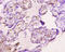 Apelin antibody, A57833-100, Epigentek, Immunohistochemistry paraffin image 