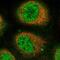 Clathrin Binding Box Of Aftiphilin Containing 1 antibody, NBP2-14516, Novus Biologicals, Immunofluorescence image 