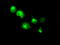Atrial natriuretic peptide receptor 3 antibody, LS-C115089, Lifespan Biosciences, Immunofluorescence image 