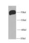 Protein Inhibitor Of Activated STAT 3 antibody, FNab06430, FineTest, Western Blot image 