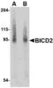 BICD Cargo Adaptor 2 antibody, LS-C83885, Lifespan Biosciences, Western Blot image 