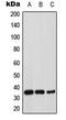 Syntaxin 1A antibody, LS-C354089, Lifespan Biosciences, Western Blot image 