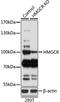 3-Hydroxy-3-Methylglutaryl-CoA Reductase antibody, A00643, Boster Biological Technology, Western Blot image 