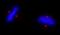ALMS1 Centrosome And Basal Body Associated Protein antibody, IHC-00367, Bethyl Labs, Immunocytochemistry image 