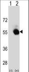 SBP1 antibody, LS-C168942, Lifespan Biosciences, Western Blot image 