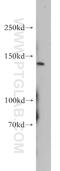 Patched 2 antibody, 55091-1-AP, Proteintech Group, Western Blot image 