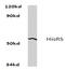 Histidyl-TRNA Synthetase antibody, AP06665PU-N, Origene, Western Blot image 